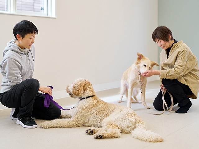 学びの学校犬の幼稚園