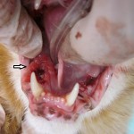 猫の口内炎と全臼歯抜歯