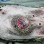 犬の乳腺腫瘍